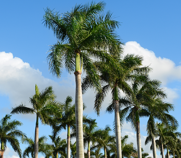 boca-raton2 boca-raton2